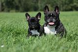 BOULEDOGUE FRANCAIS 721